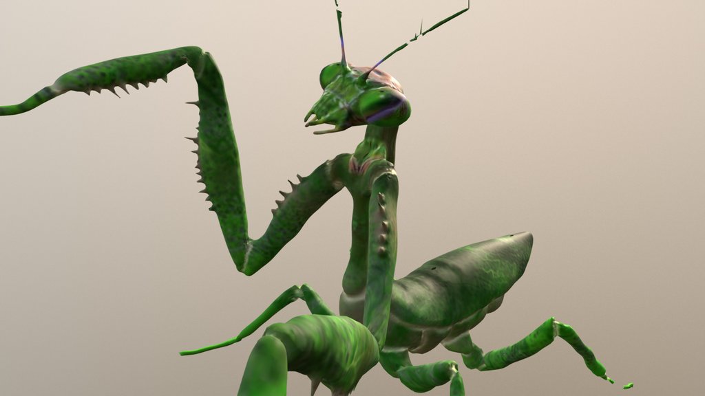 Praying Mantis