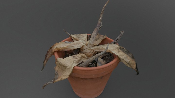 Dead agave cactus 3D Model