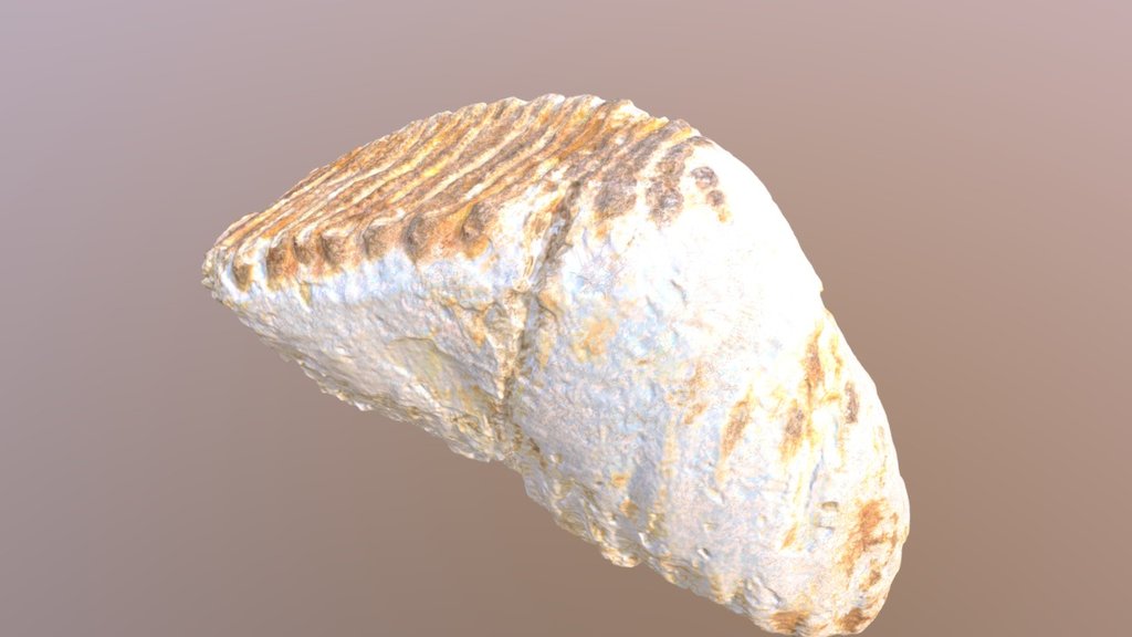 Mammoth Tooth Vcu3d2917 Download Free 3d Model By Virtual Curation Lab