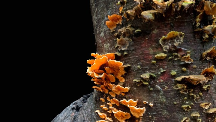 Tronco fungi 3D Model