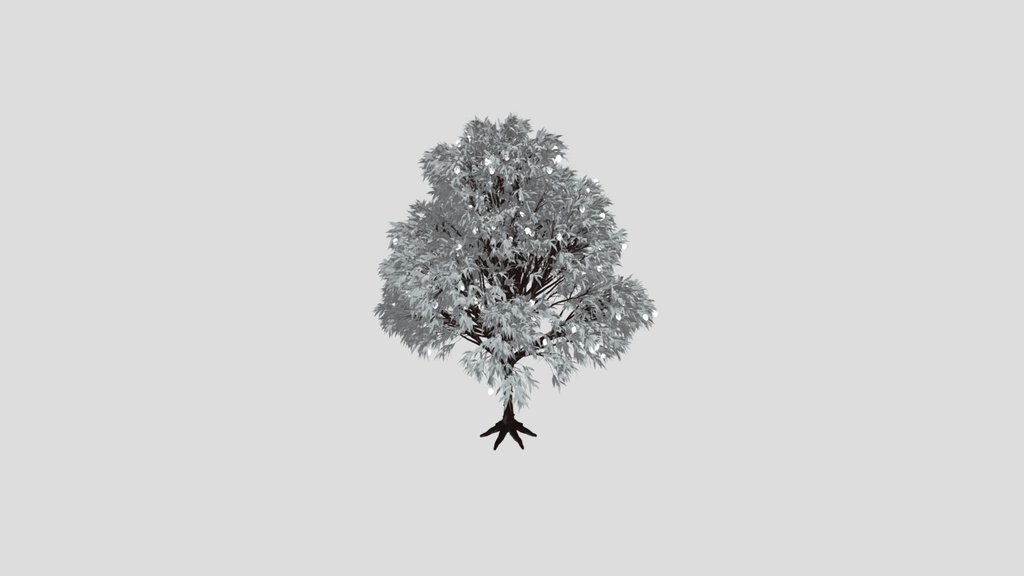 Mango Tree