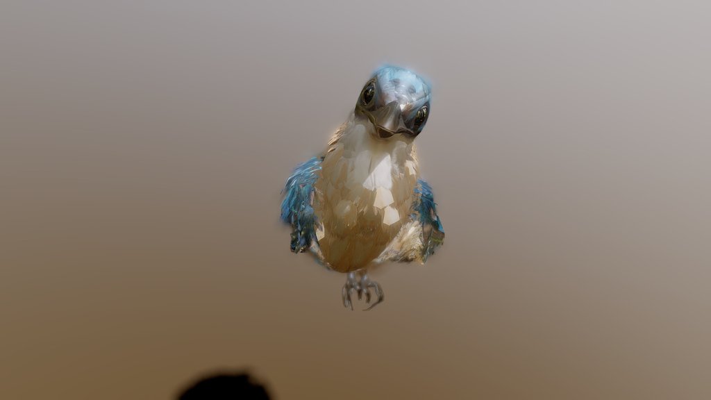 Kingfisher