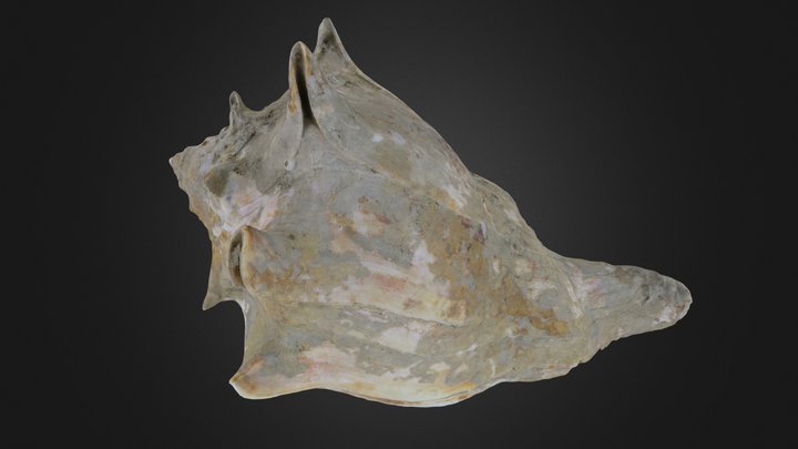 Gastropod: Busycon carica (PRI 76867, spec. 3) – Free 3D Model STL