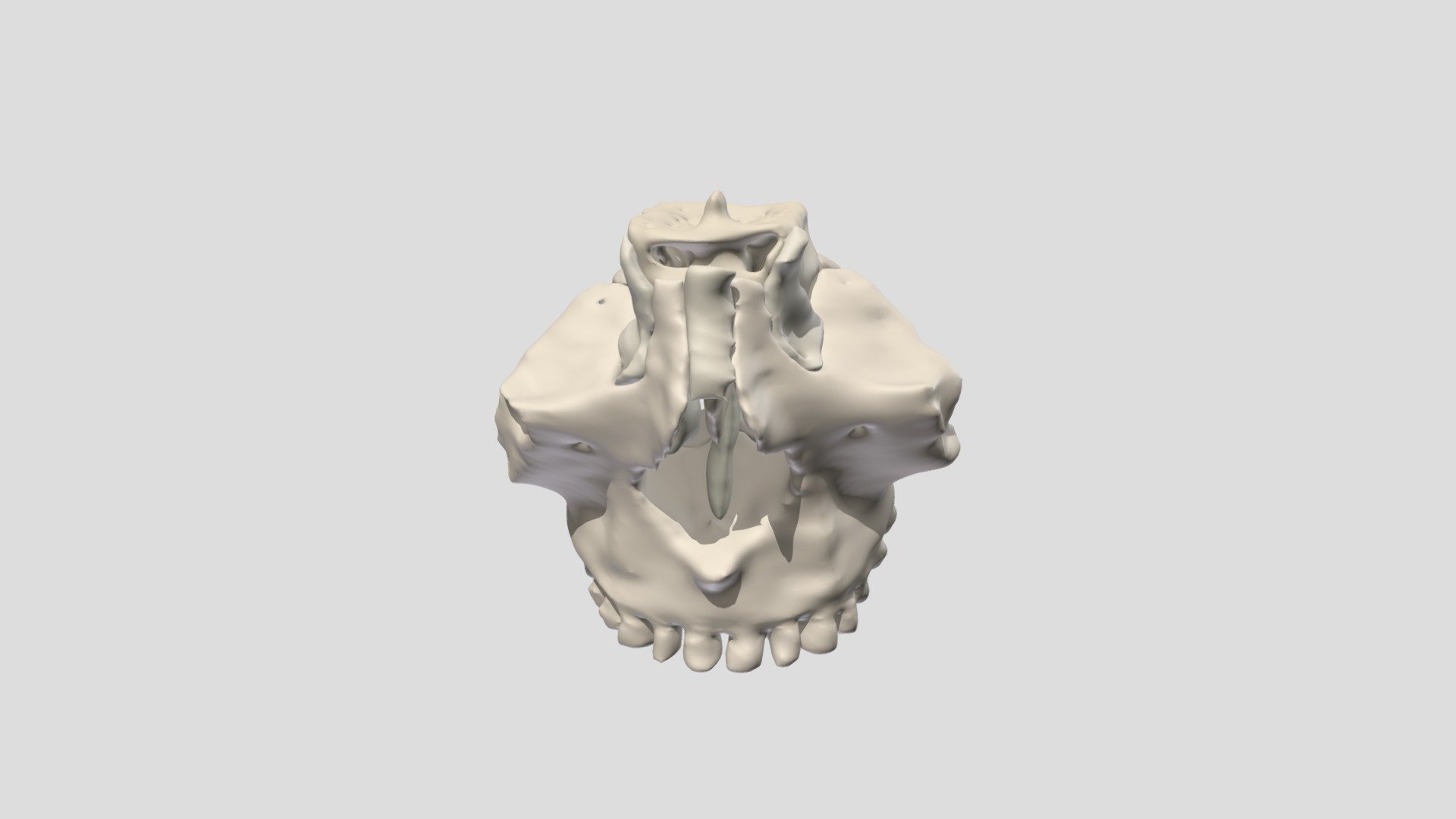 Cavidad nasal