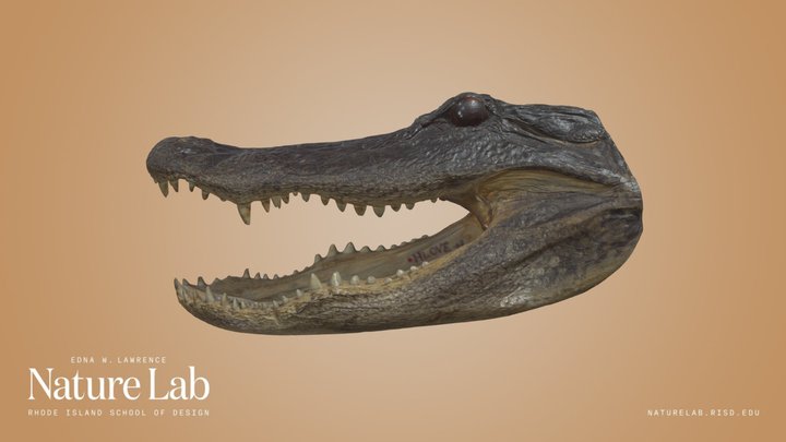 Alligator Head