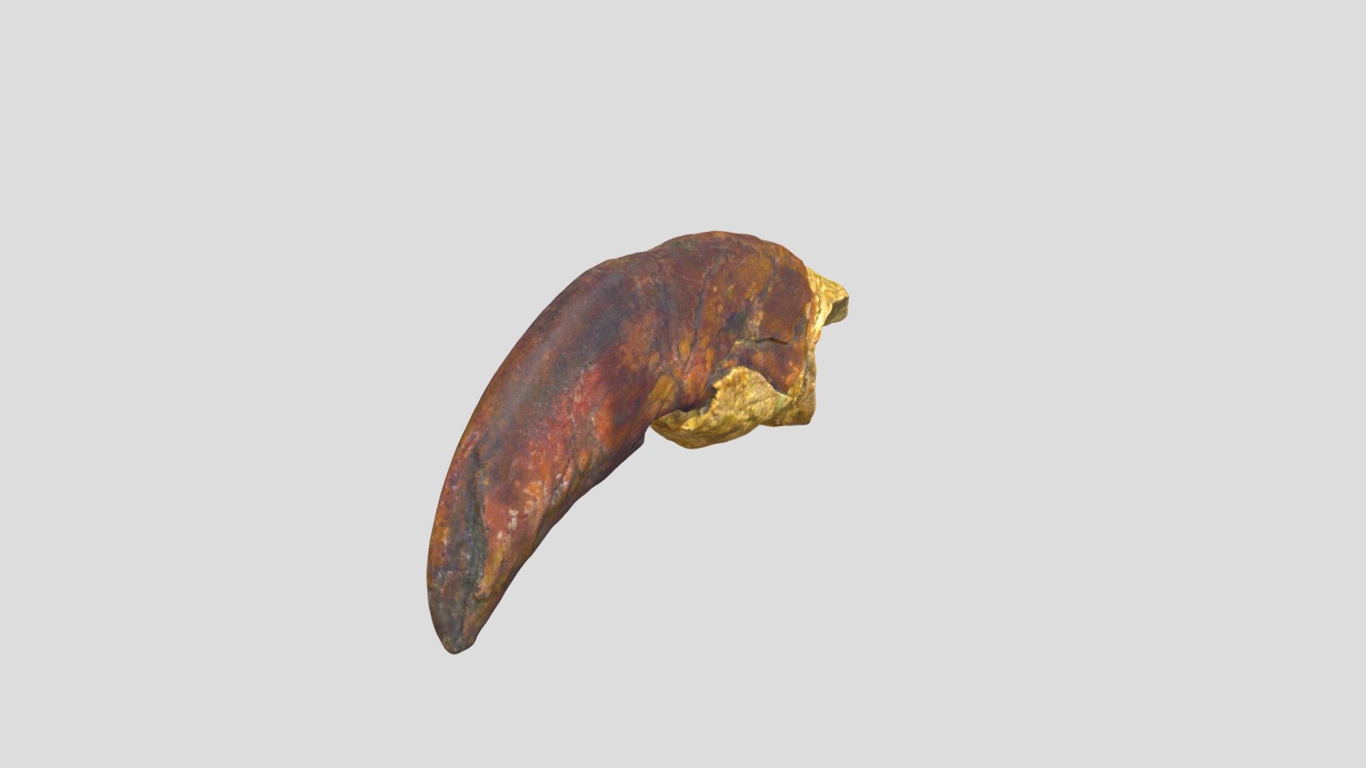 Megalonyx Claw With Nail (VCU_3D_5214) - 3D model by Virtual Curation ...