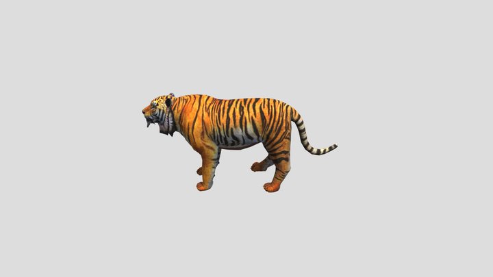 Tiger_v4_027 3D Model
