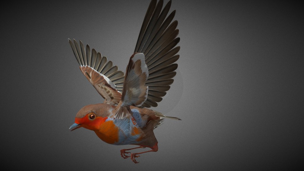 Robin_ Bird