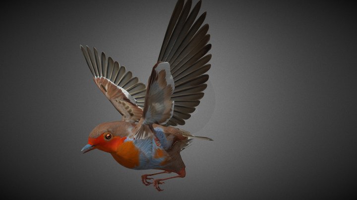 Robin_ Bird 3D Model