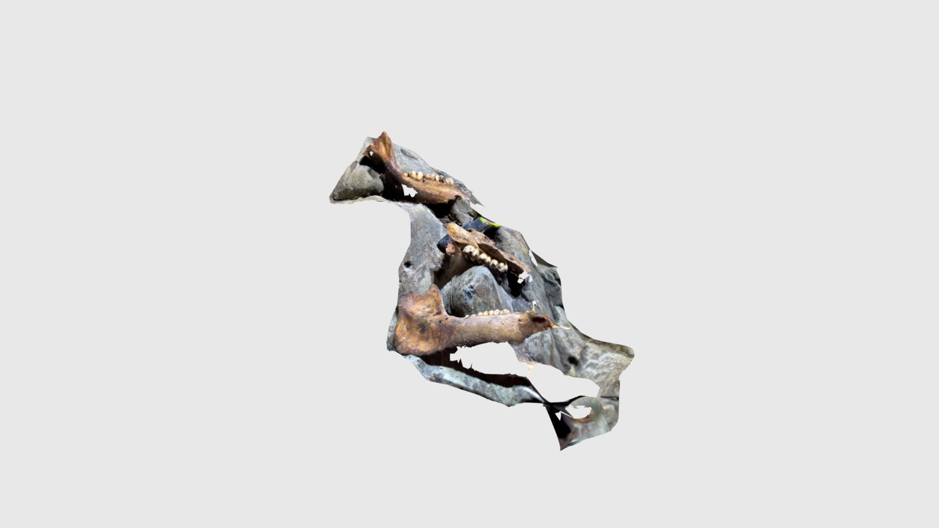 Zaldibibide hezurrek — Sketchfab embed 3D viewer