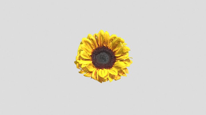 Sunflower - 3D scan 3D Model