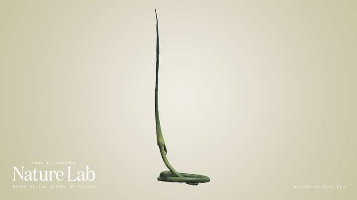 Scape – Free 3D Model STL