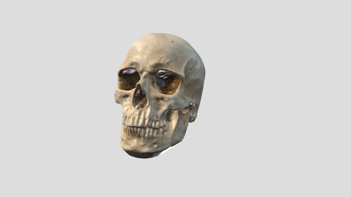 Skull - Artec Leo 3D Model