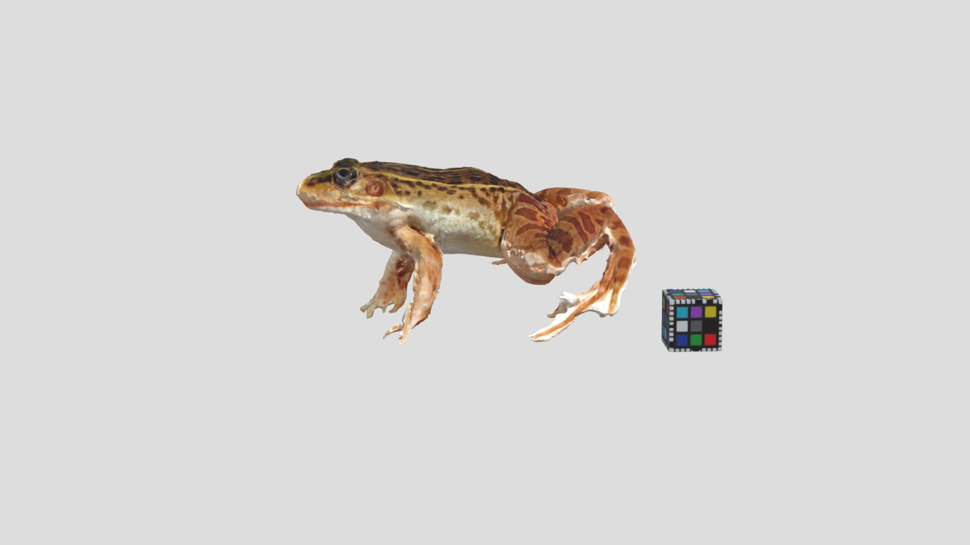 トノサマガエル Pelophylax nigromaculatus