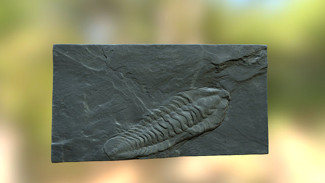 Neseuretus sp. - Trilobite fossil 3D Model