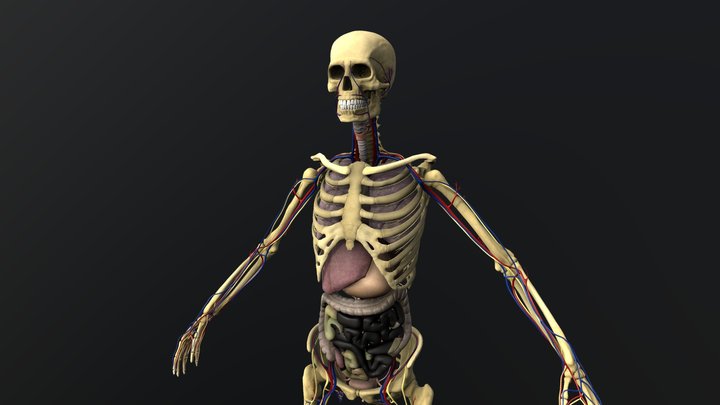 Liver-anatomy 3D models - Sketchfab