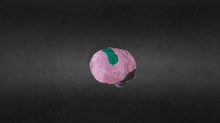 Brain Lobes/Regions + Highlighted Motor Cortex 3D Model