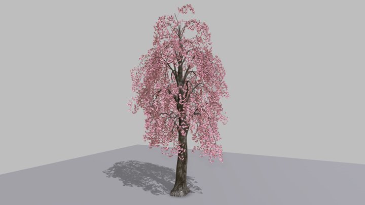 Sakura Weeping cherry tree シダレザクラ 3D Model