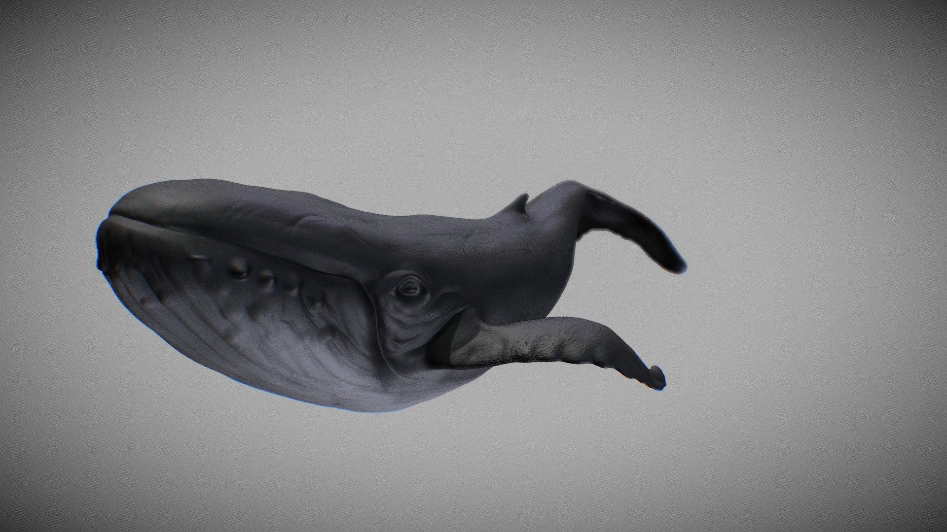 Whale Stl