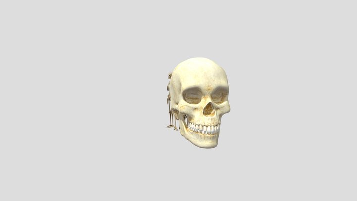 cranio 3D Model