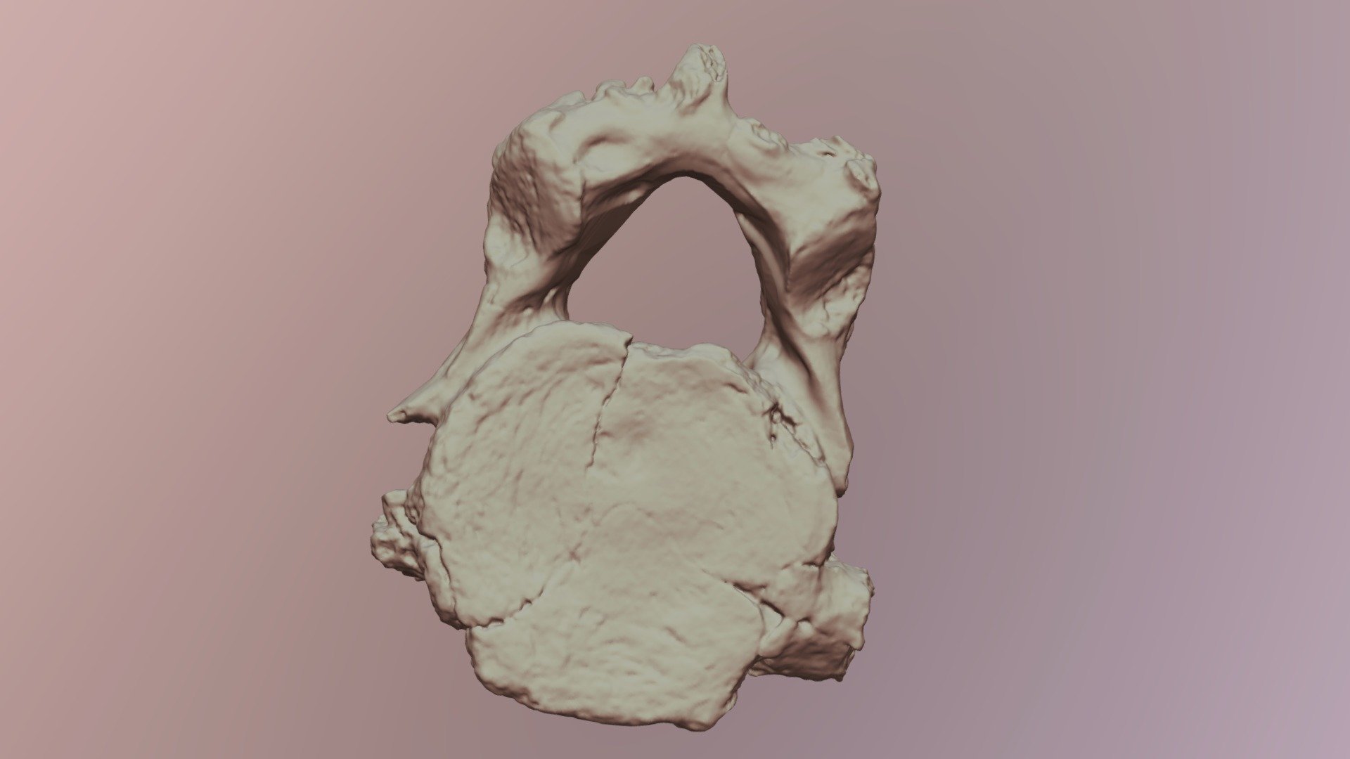 Mastodon Vertebra (VCU_3D_2867)