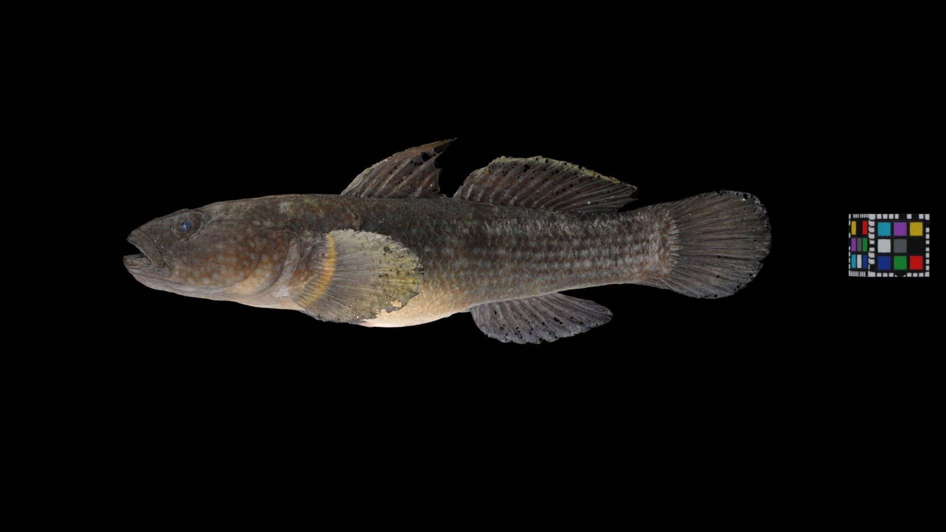チチブ Dusky tripletooth goby, Tridentiger obscurus