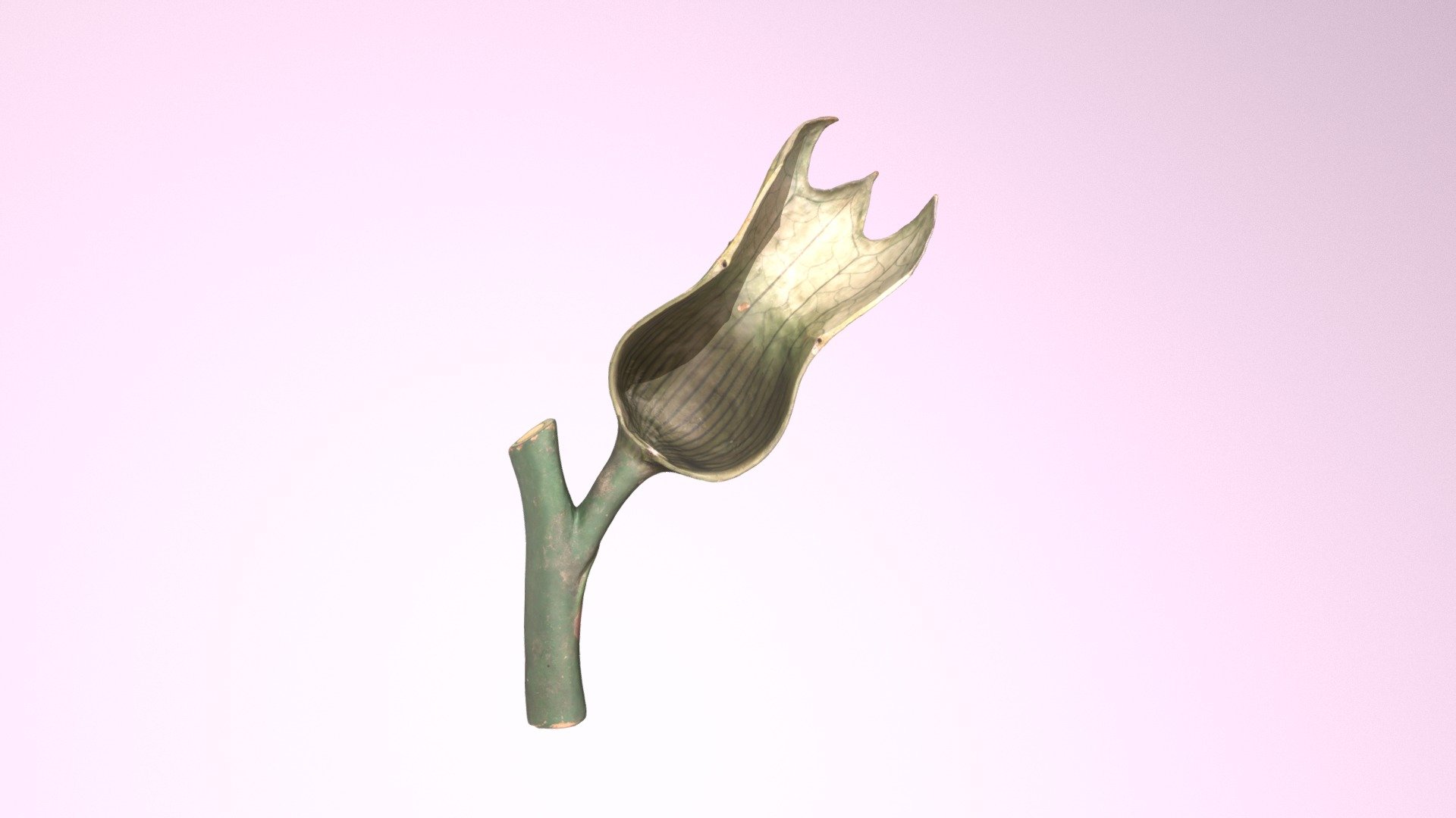 Fruit de jusquiame — Sketchfab embed 3D viewer