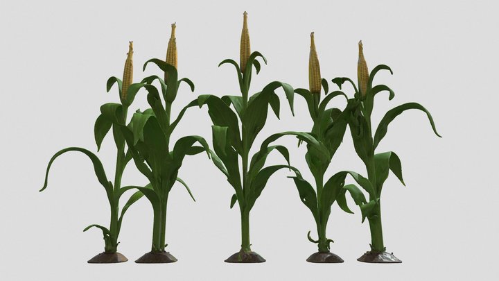 Corn 3D models - Sketchfab