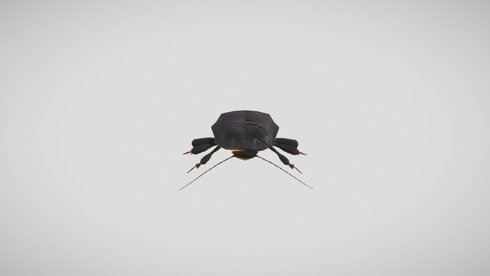 Madagascar hissing cockroach