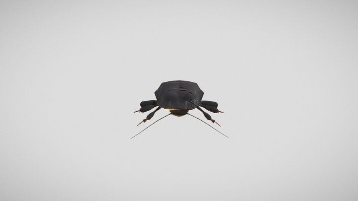 Madagascar hissing cockroach 3D Model