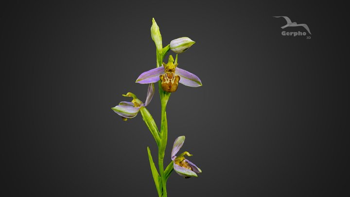 Bee Orchid (Ophrys apifera) photogrammetry scan 3D Model
