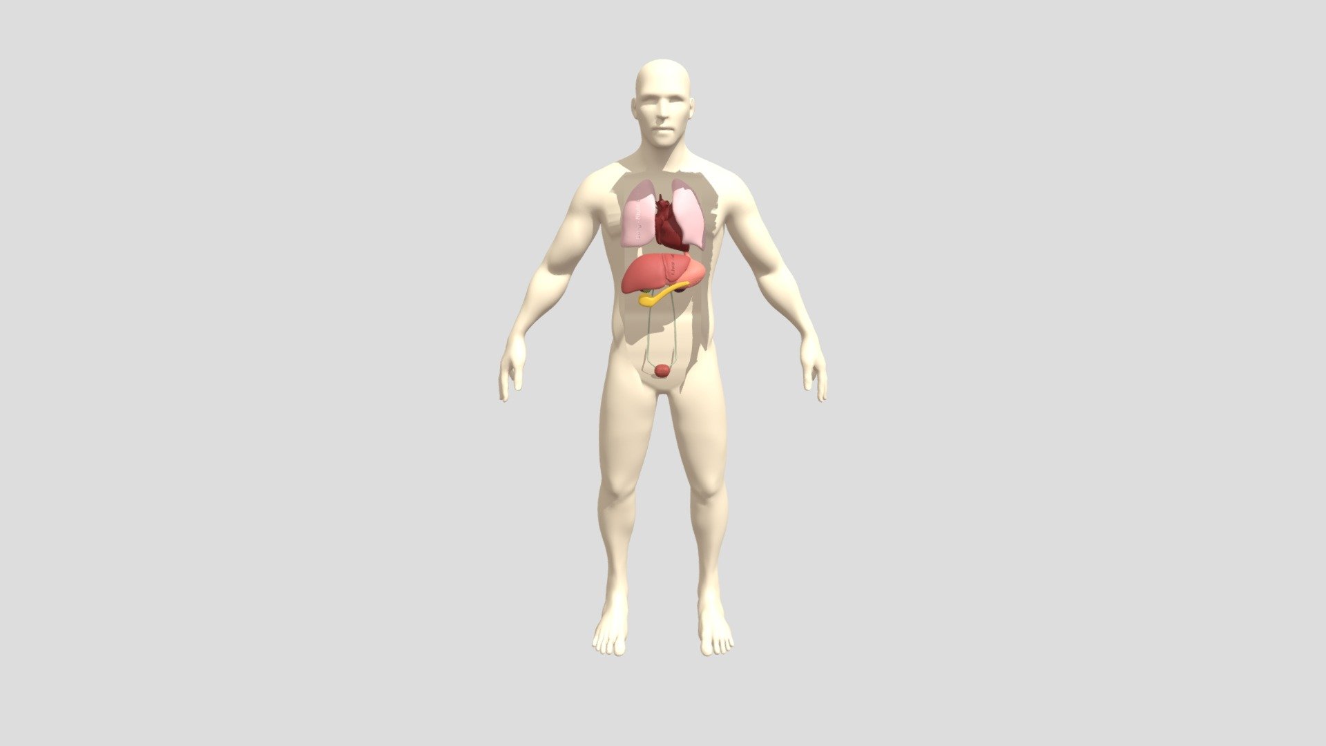 Human Anatomy (Basic)