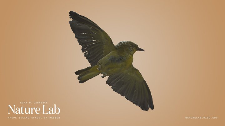 Yellow Warbler – Kostenloses 3D-Modell STL