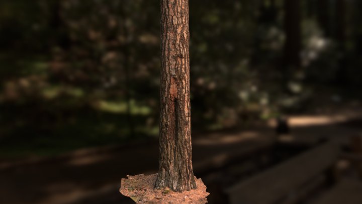 Fern Trunc 3D Model