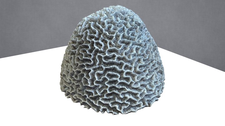 Brain Coral 3D Model
