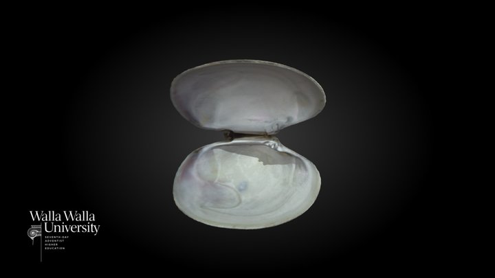 Manila clam (Venerupis philippinarum) 3D Model