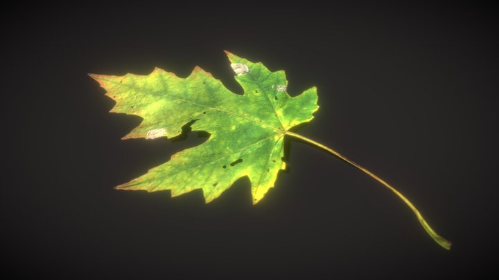 Green Maple Leaf (low-poly) 3D Model