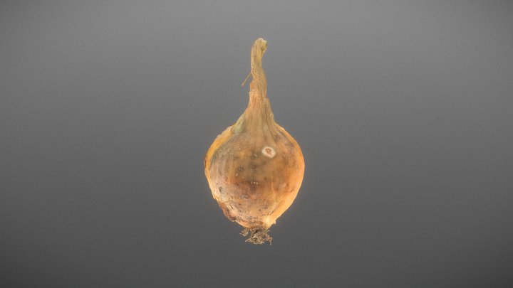 Dry onion