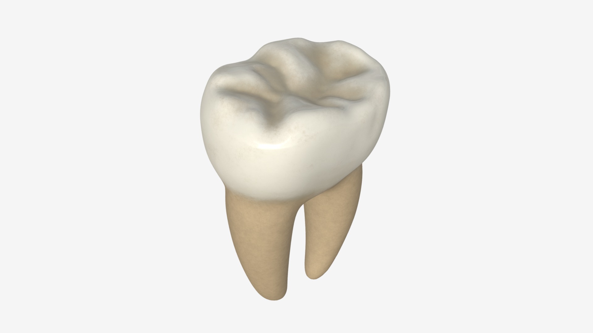 3D model Tooth molars - This is a 3D model of the Tooth molars. The 3D model is about a close-up of a human hand.