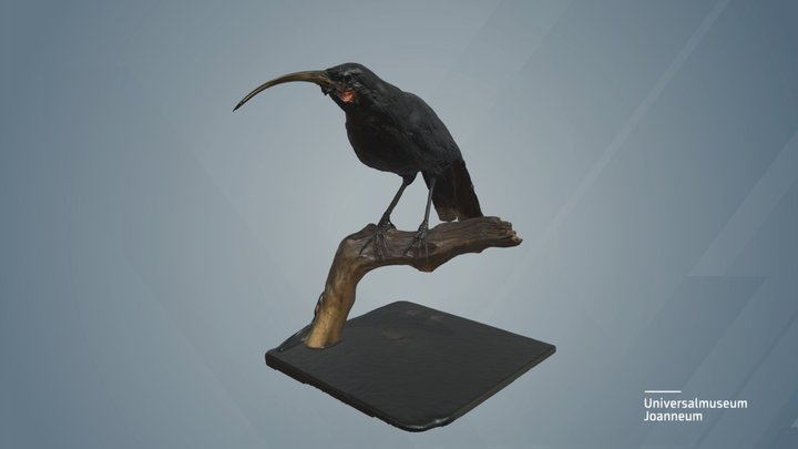Lappenhopf / Huia (Heteralocha acutirostris) 3D Model