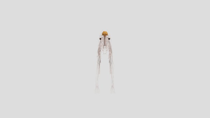 Dog_Nervous_System 3D Model