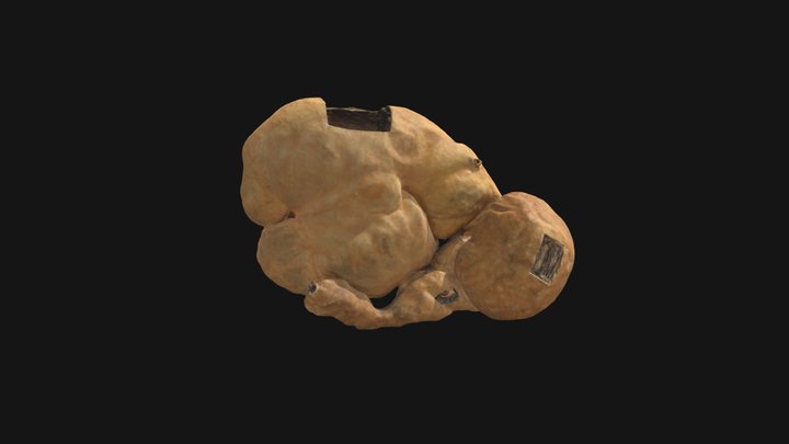 Bovine Rumen 3D Model