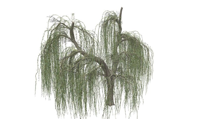 Weeping Willow Tree #06 3D Model