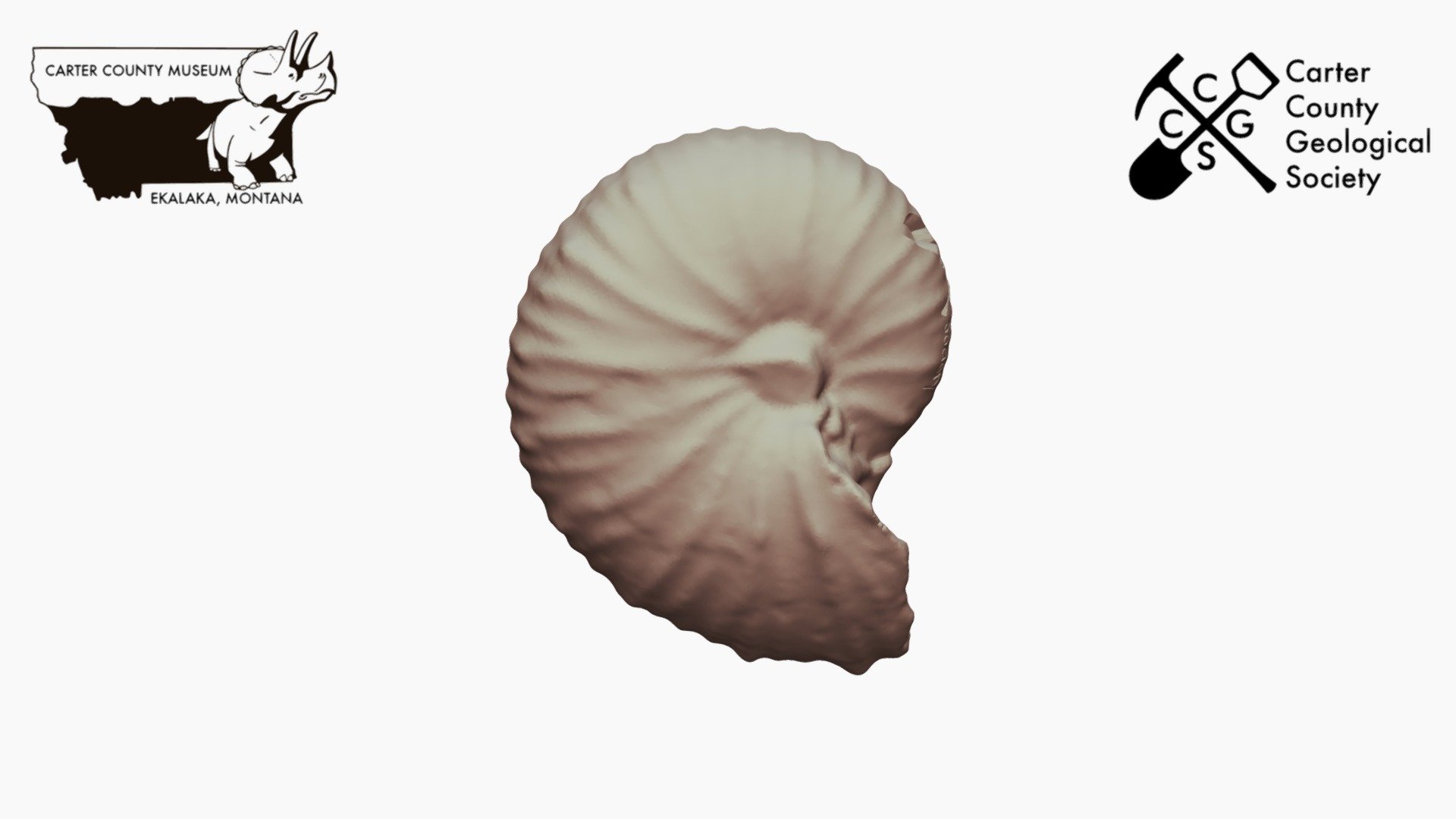 Hoploscaphites Ammonite *Downloadable