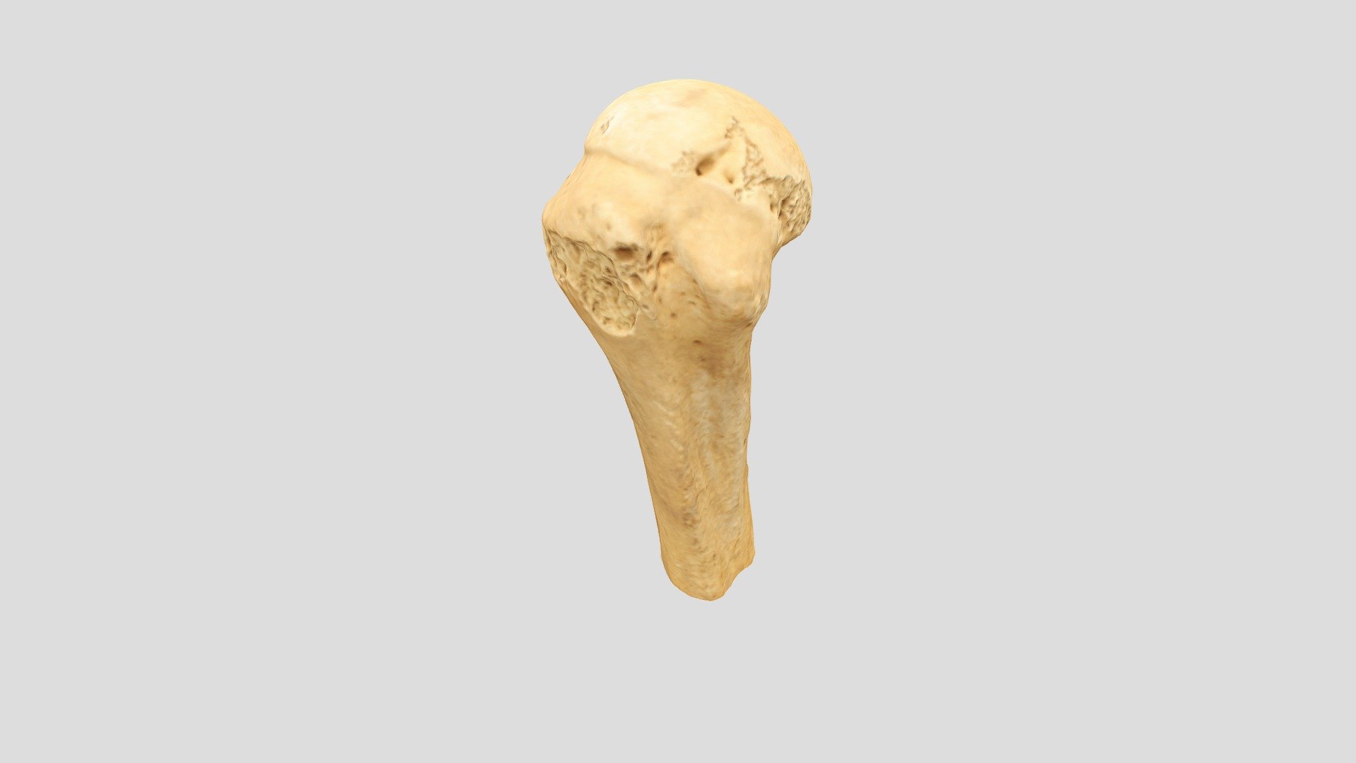 Wisad Humerus 1