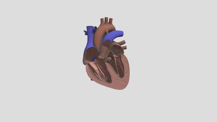 RMIT HEART BEAT 3D Model