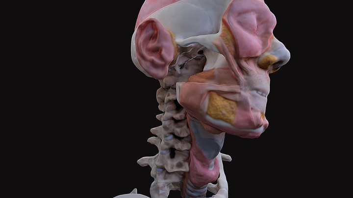 God's Little Joke 3D Model