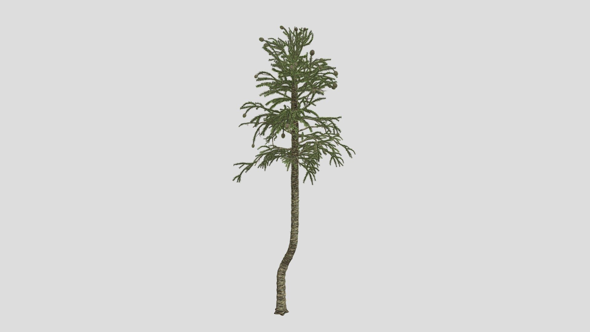 Monkey Puzzle Tree - Buy Royalty Free 3D model by DATEC_Studio [ec69e04 ...