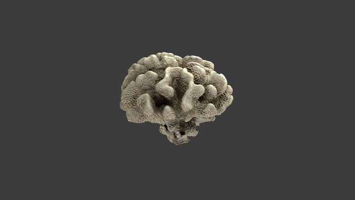 Pocillopora grandis – Modello 3D gratuito STL