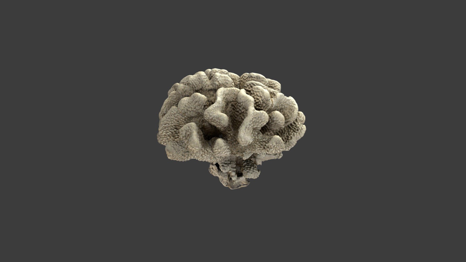 Pocillopora grandis
